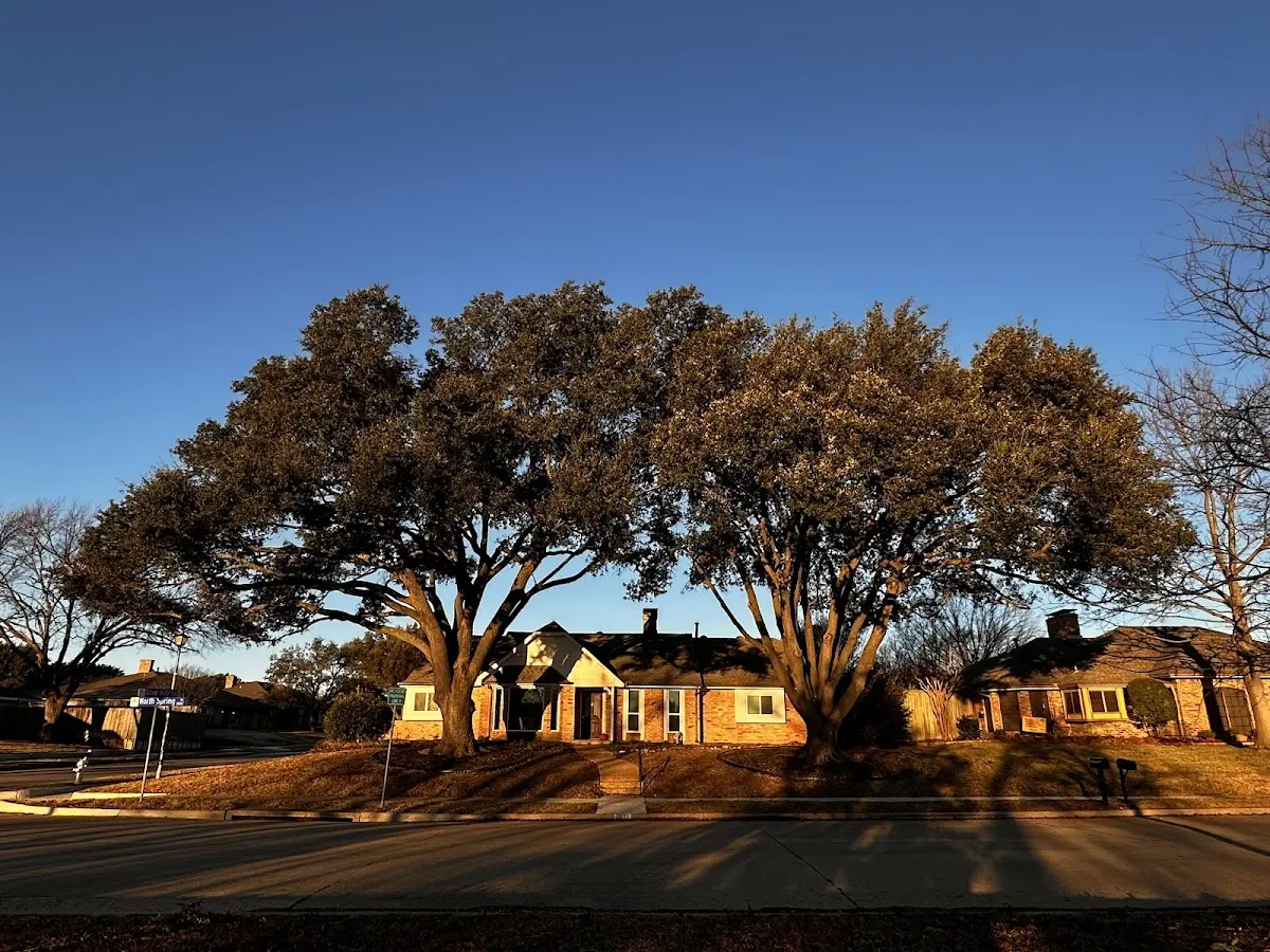 Established residential canopy tree shading a home in Whiteside